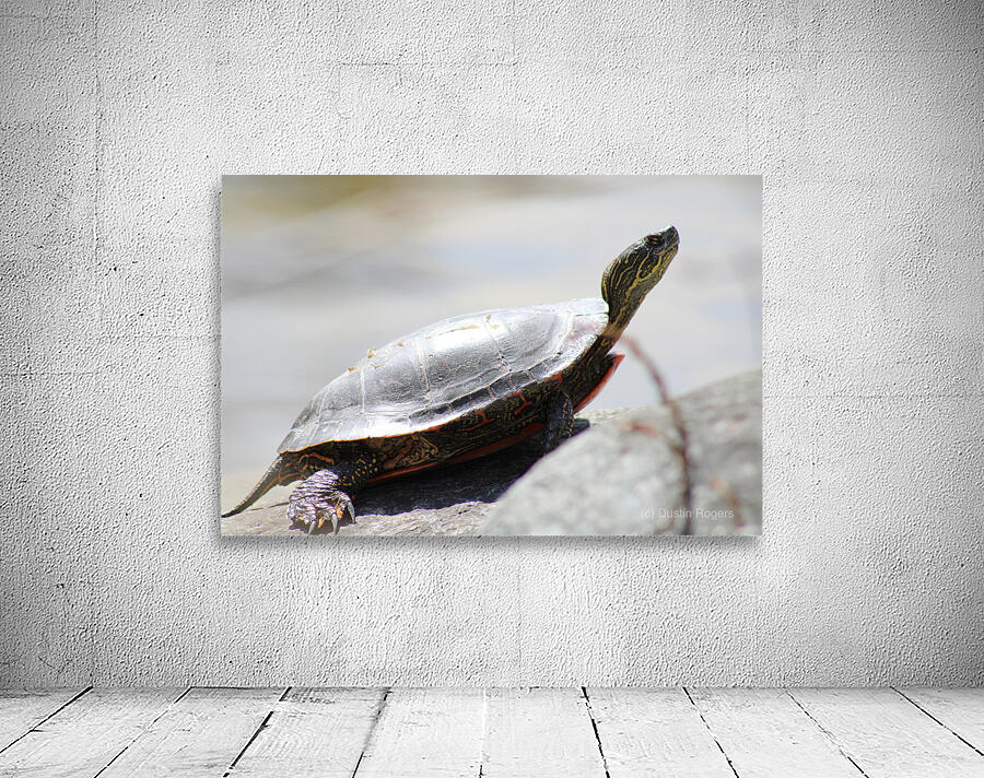 Sunning Turtle Wall Preview