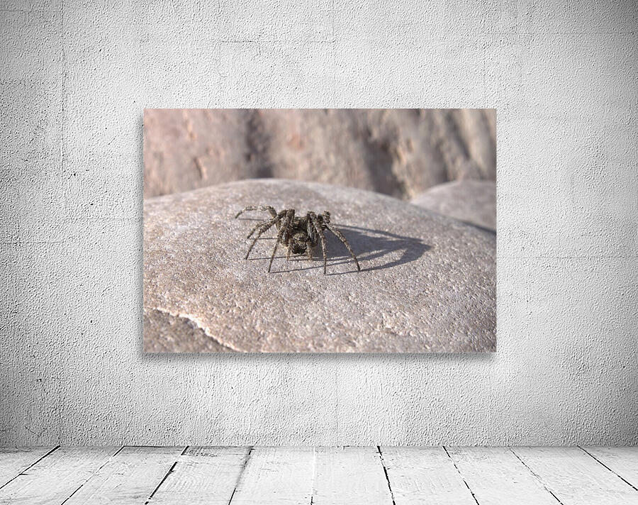 Sunning Spider Wall Preview