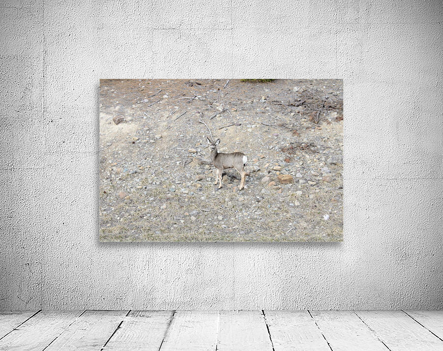 Look closely Wall Preview