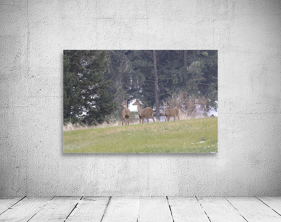 3 deer Wall Preview