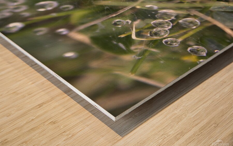 Webbed droplets Wood print