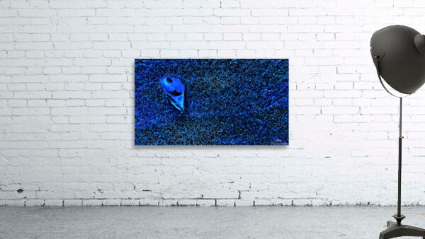 Cosmic Fossil Wall Preview