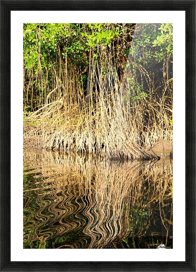Mangrove roots Picture Frame print