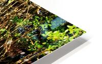 Mangrove roots HD Metal print