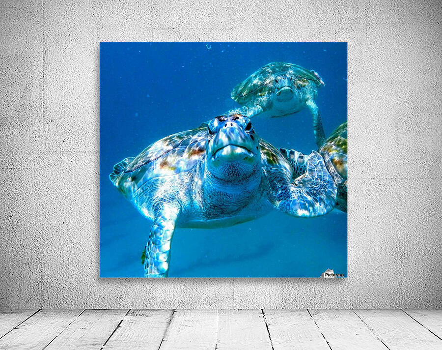 Turtles Wall Preview