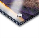 Lavender fields in Brihuega Acrylic print