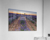 Lavender fields in Brihuega Acrylic Print