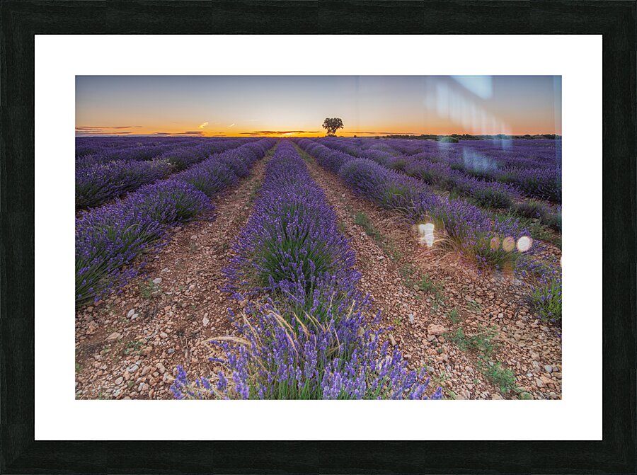 Lavender fields in Brihuega Picture Frame print