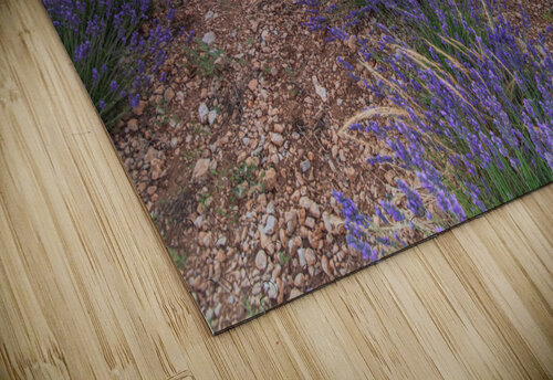 Lavender fields in Brihuega Uchral Chuluunbat puzzle