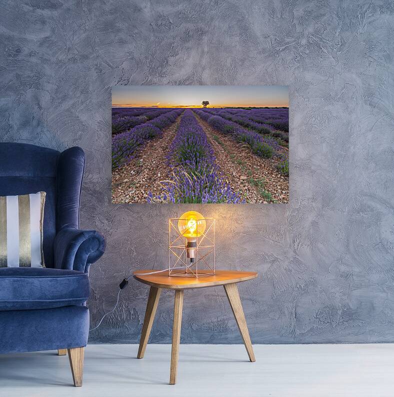 Lavender fields in Brihuega Reproduction