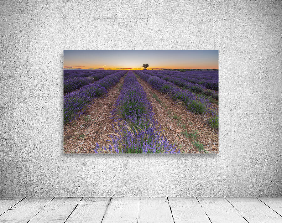 Lavender fields in Brihuega Wall Preview