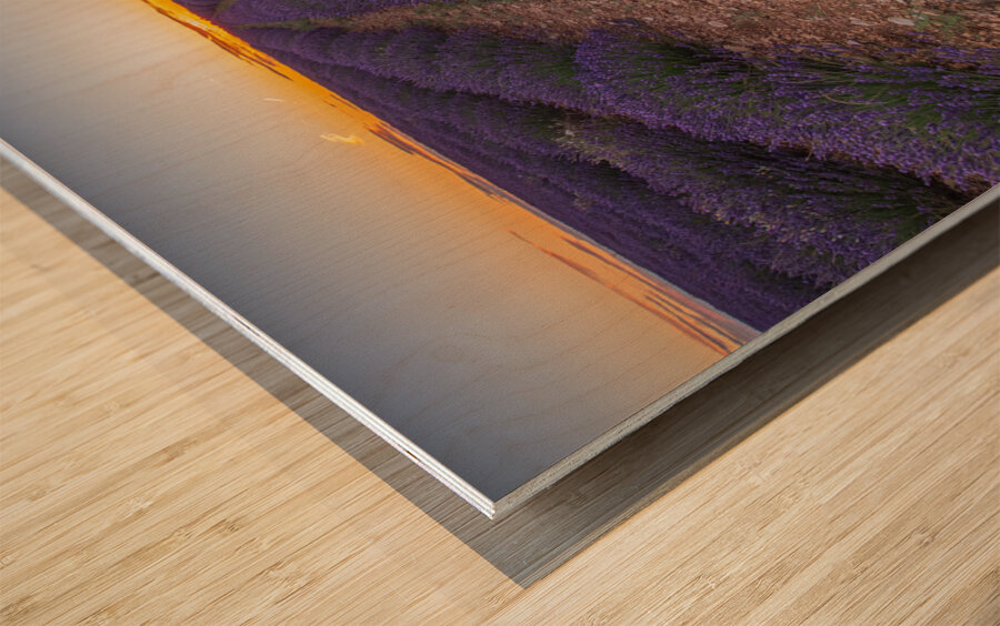 Lavender fields in Brihuega Wood print