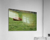  DSC5177  1 Acrylic Print