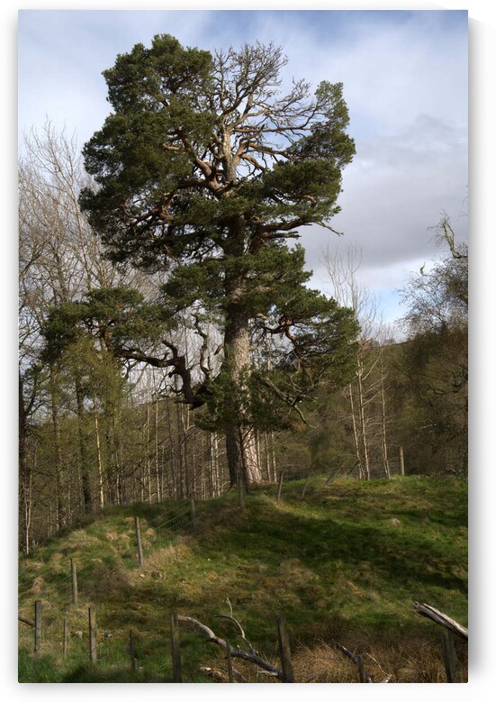  Scotland lush green landscape DSC6341 by RonM