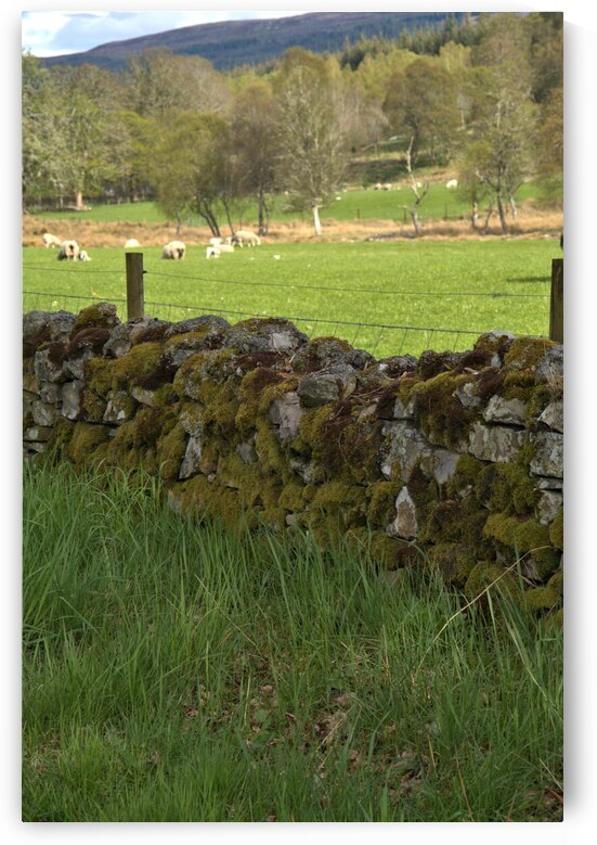  Stone Fence surrounded by the Scotland lush green landscape DSC6349  1 by RonM