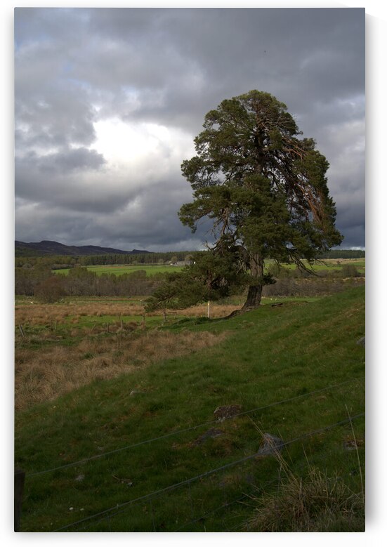 Cloudy skies over a large tree in a Scottish landscape  DSC6340 by RonM