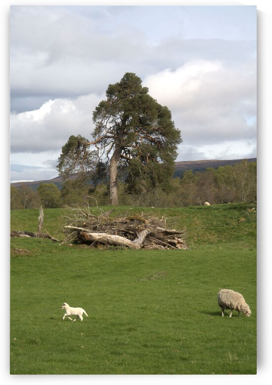  Large Tree in a Scotland landscape surrounded by sheep DSC6338 by RonM