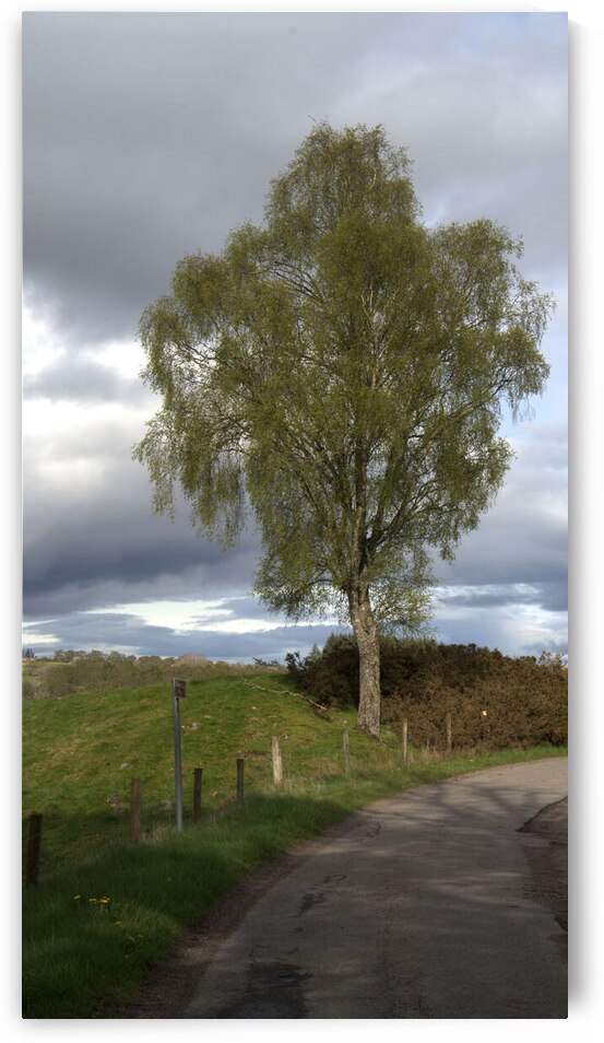  Large tree in a lush green Scotland meadow  DSC6339 by RonM
