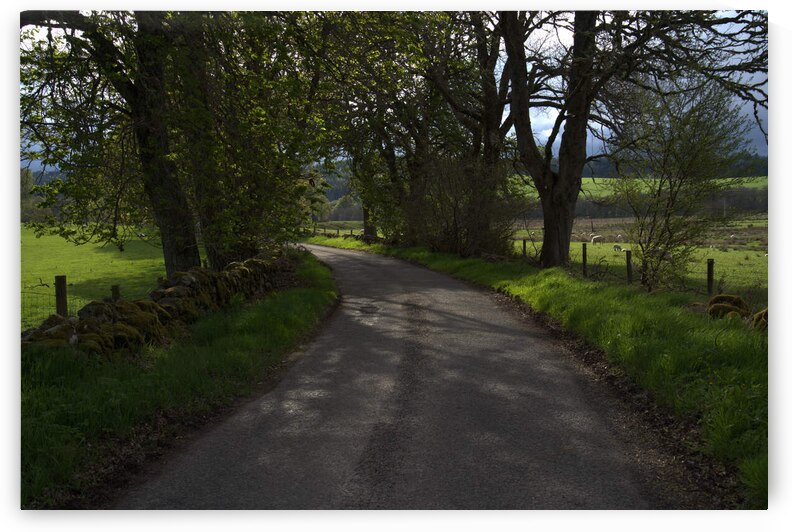 Narrow Scotland rural road bathed in lush green follage  DSC6377 by RonM