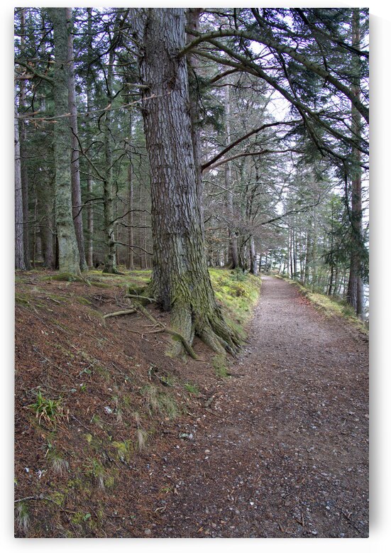  Scotland Hiking trail thru the forest  DSC5126  1 by RonM