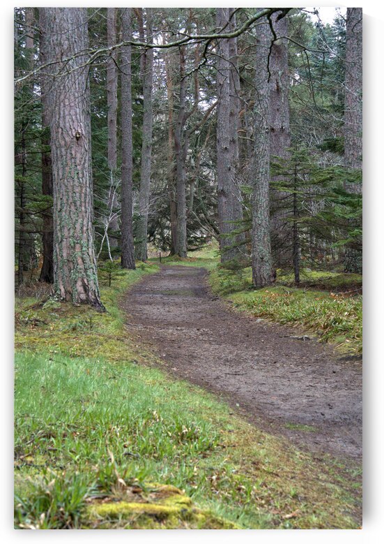 Towering pine trees above a Scotland hiking trail in early spring   DSC5130  1 by RonM