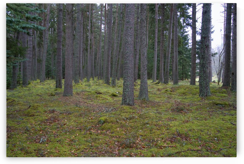  Scotland forest thins out with a meadow in the background.  DSC5137  1 by RonM