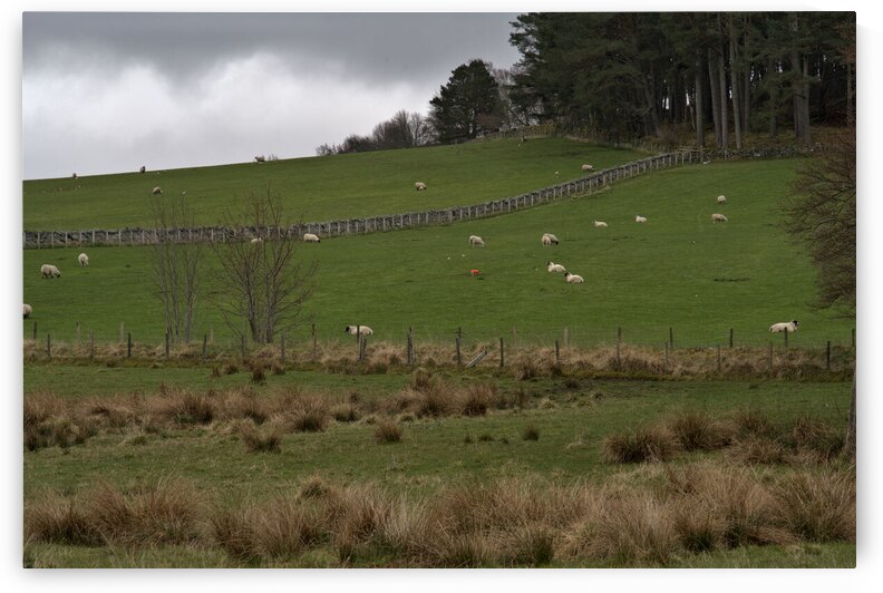  Hilly lush green pasture with sheep grazing separated by a rock fence.  DSC5164  1 by RonM