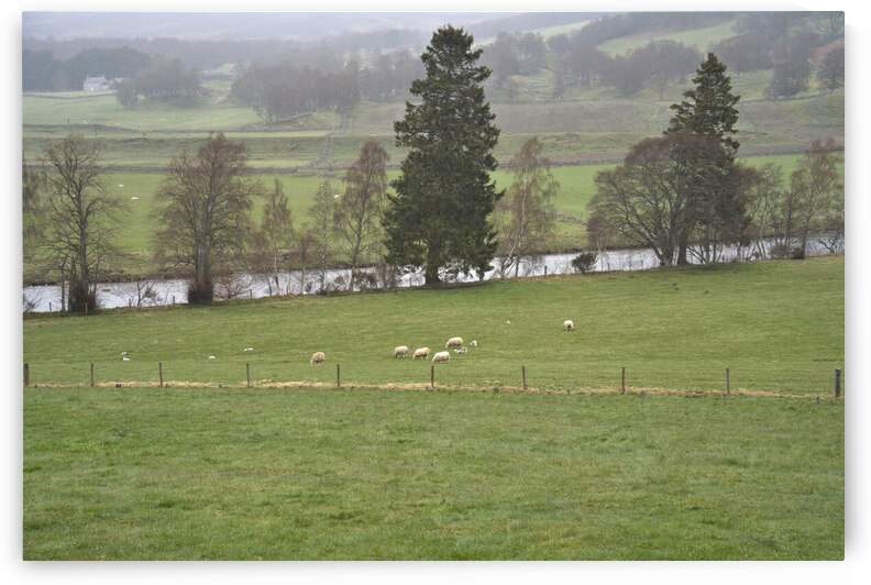  Tall pine trees in the background of a green grass meadow with sheep grazing in the Scottish fog.  DSC5152  1 by RonM