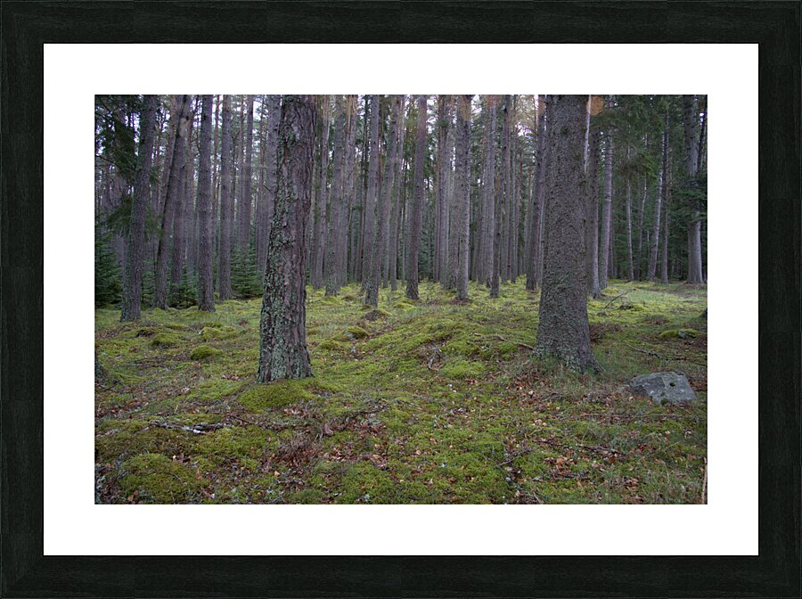  DSC5139  1 Picture Frame print