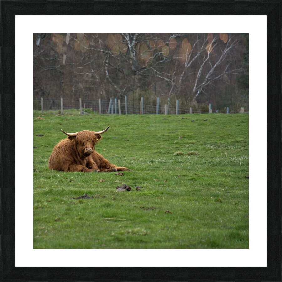  DSC5180  1 Picture Frame print