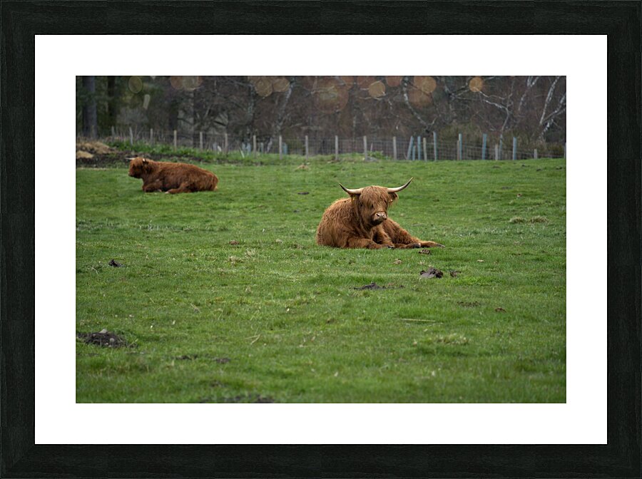  DSC5181  1 Picture Frame print