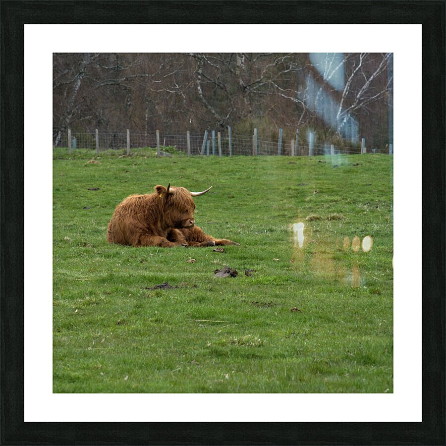  DSC5183  1 Picture Frame print