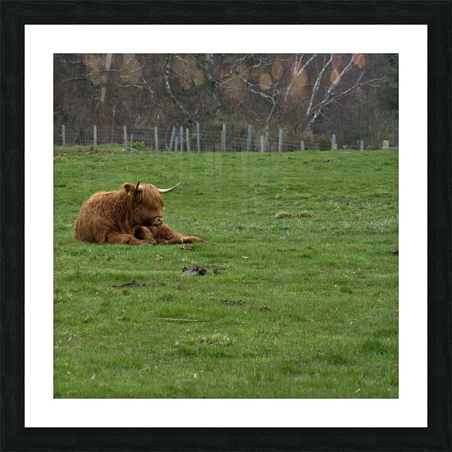  DSC5184  1 Picture Frame print