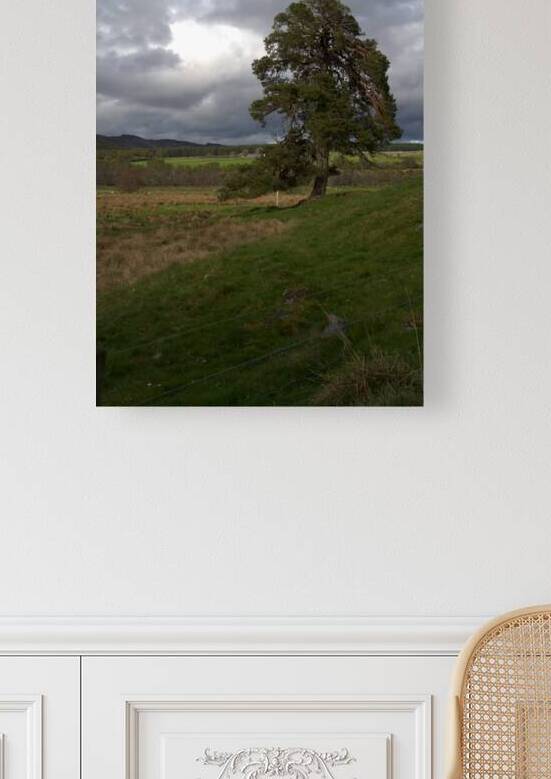 Cloudy skies over a large tree in a Scottish landscape  DSC6340 by RonM
