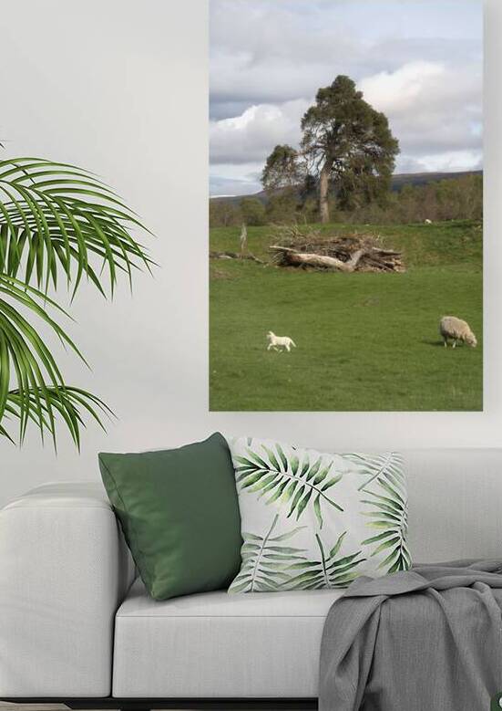  Large Tree in a Scotland landscape surrounded by sheep DSC6338 by RonM
