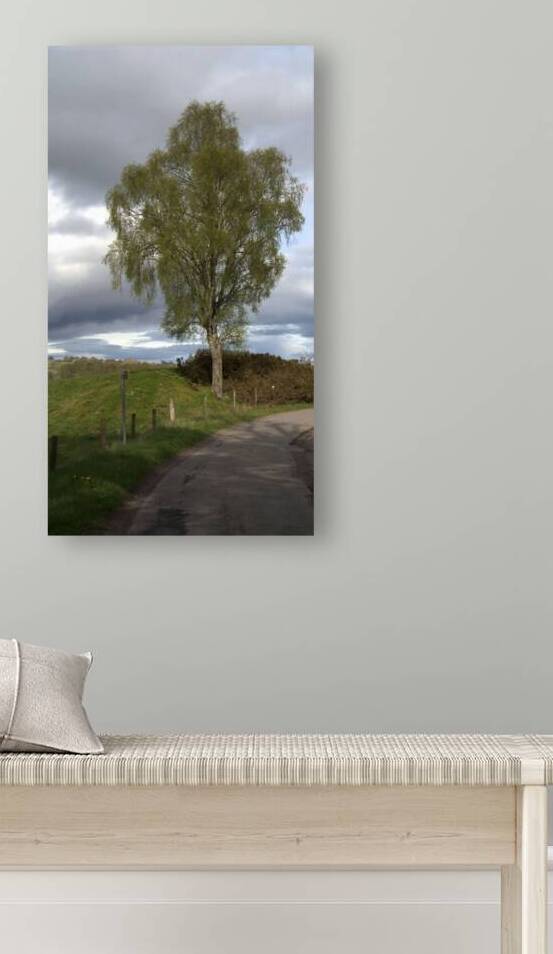  Large tree in a lush green Scotland meadow  DSC6339 by RonM