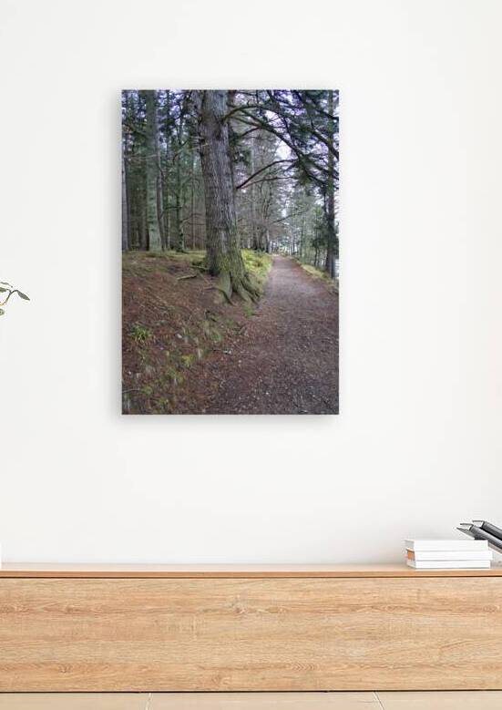  Scotland Hiking trail thru the forest  DSC5126  1 by RonM