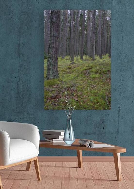  Colorful lush green moss under the large pine trees in Scotland. DSC5138  1 by RonM