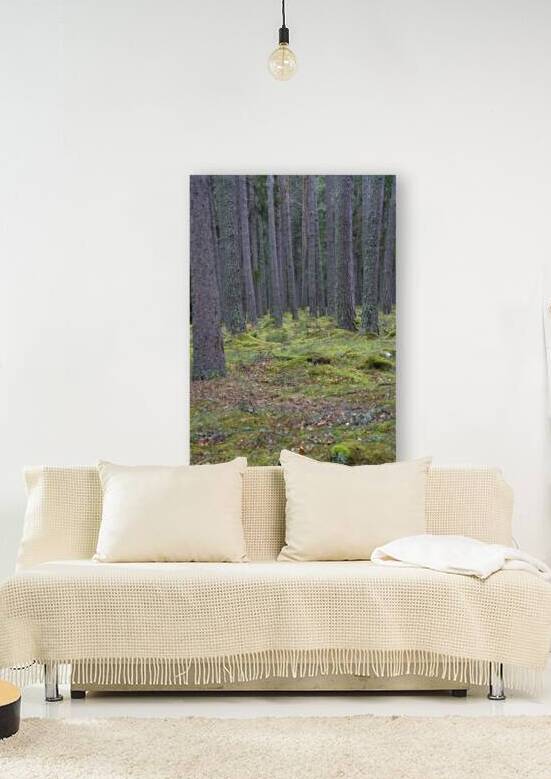  Pine trees and plenty of moss beneath the trees on the forest floor.  DSC5135  1 by RonM
