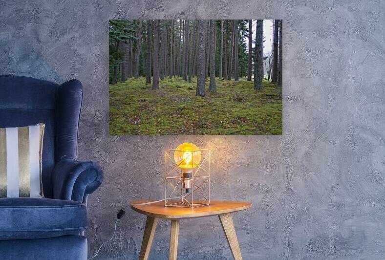  Scotland forest thins out with a meadow in the background.  DSC5137  1 by RonM
