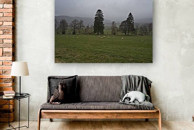 Tall pine trees in the background of a green grass meadow with sheep grazing in the Scottish fog.  DSC5145  1 by RonM