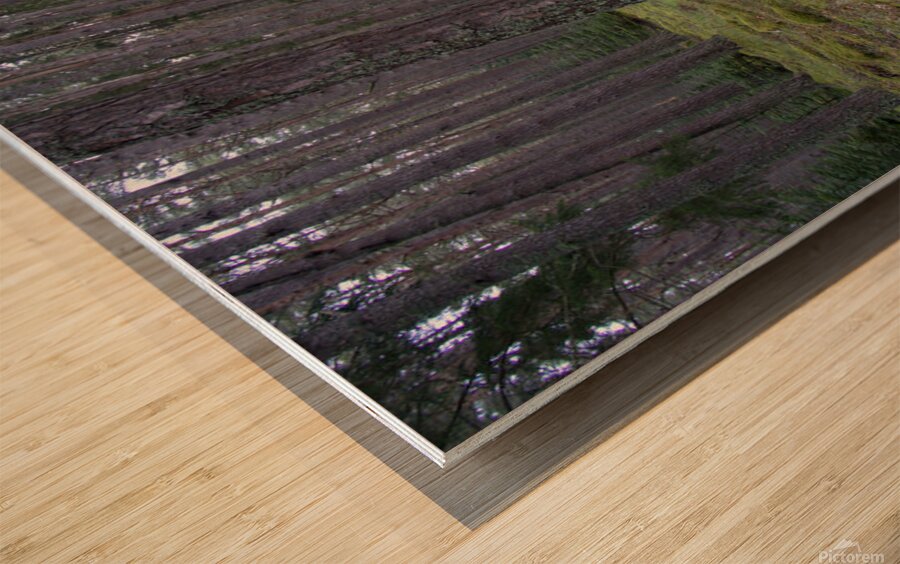  DSC5139  1 Wood print