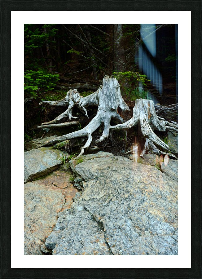 Rooted Picture Frame print