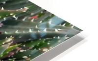 Succulents - Shell Beach CA HD Metal print