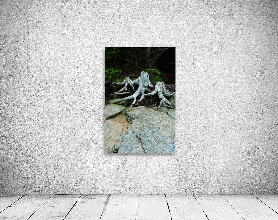 Rooted Wall Preview