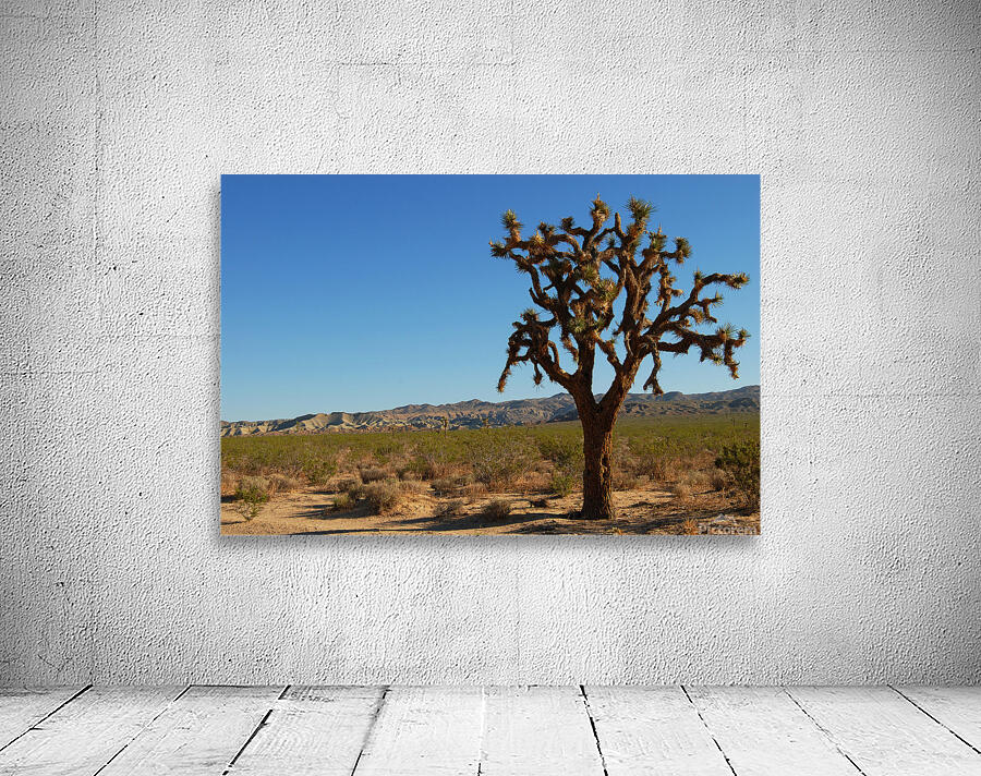 Joshua Tree Wall Preview