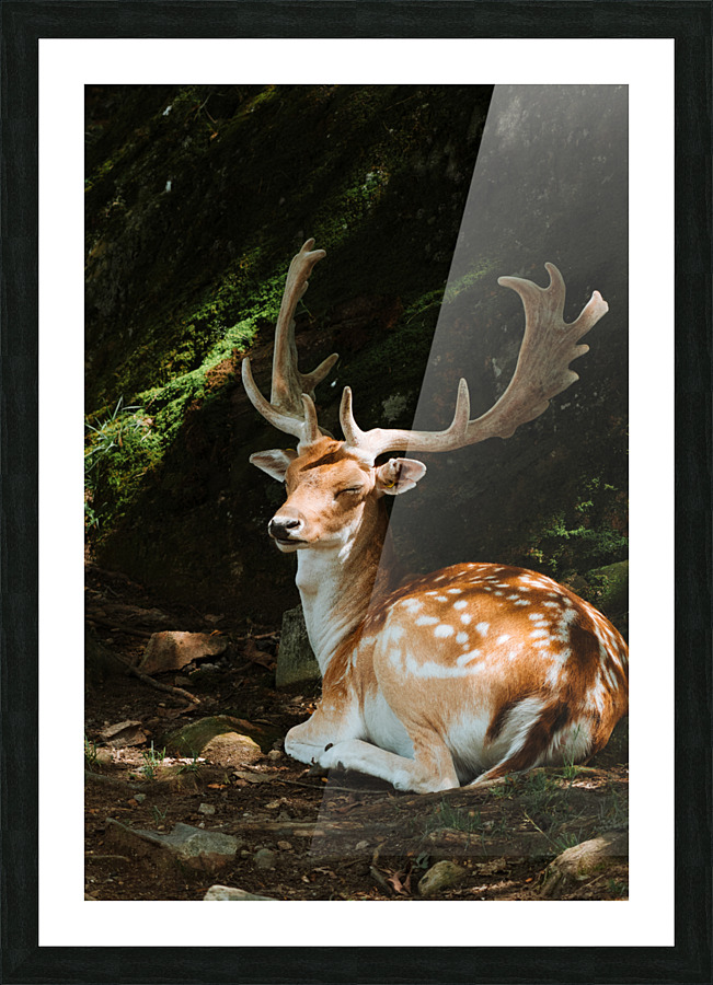  Fine Art print