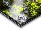 Light Through The Canopy Acrylic print