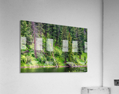 Yellowstone Bear Acrylic Print