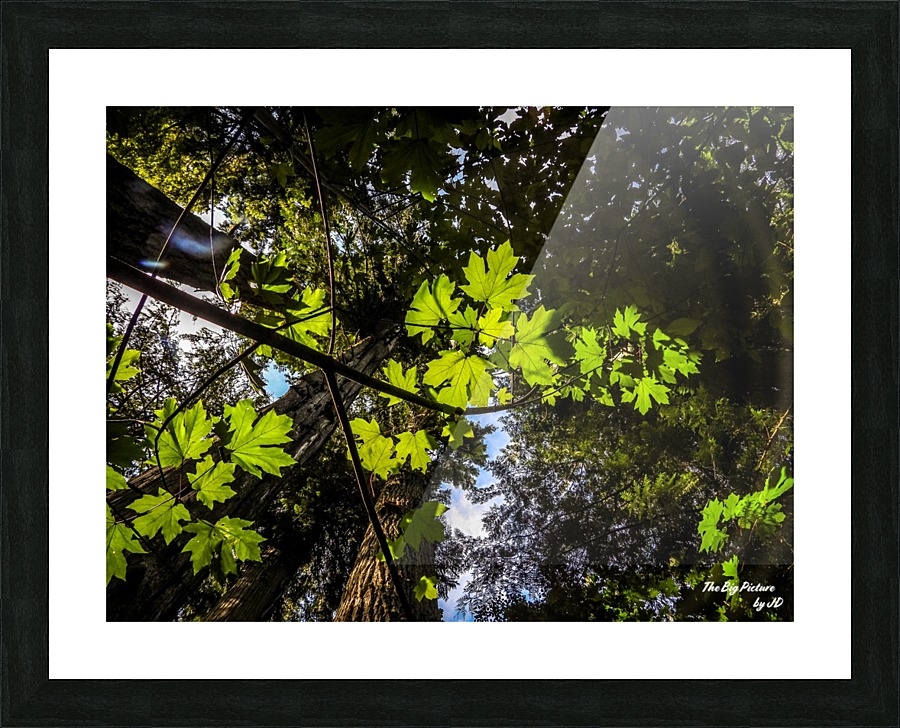 Looking Up  Picture Frame print